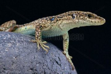 Unisex lizard (Darevskia unisexualis)  Armenia