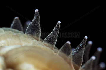 Tentacles extended at night of a Mushroom Coral (Fungia scutaria)  Mayotte
