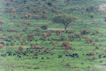 Wildebeests and zebras grazing on short grass after fire
