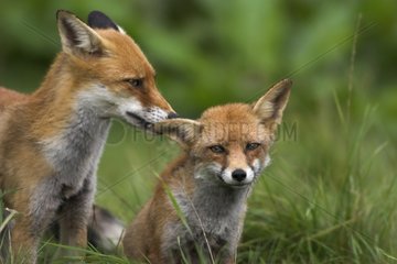 Pair of Red foxes grooming Calvados France