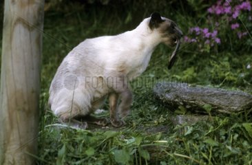 Cat with a prey in its mouth