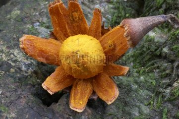 Fruit du Palmier counana Guyane française