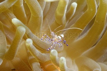 Spotted shrimp in a Sea anemone