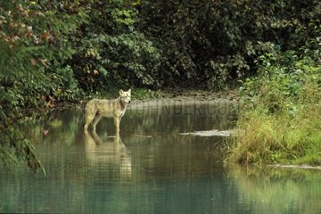 Wolf in the water of a glacial brook Alaska the USA