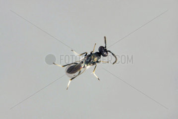 Parasitic wasp (Eupelmus confusus) male emerged from a capsule of Branched Asphodel (Asphodelus ramosus) seeds. 23.6.2012
