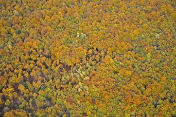 Luftaufsicht eines gemäßigten Waldes im Herbst beachtet Frankreich