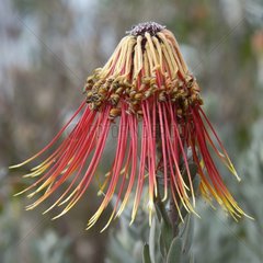 Pelote d'épingles en fleur Afrique du sud