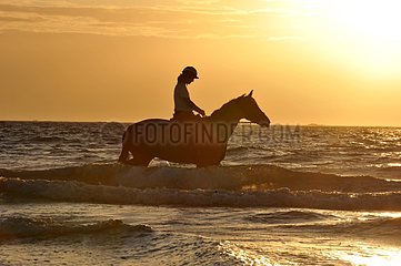 Horse walking into the sea after laying a plaster France