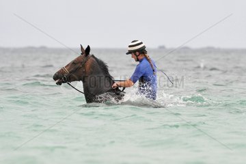 Rider and horse swimming in the sea France
