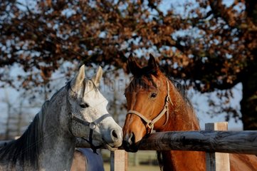 Portrait thoroughbred Arabs behind a fence France