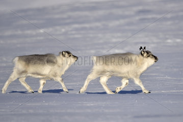 Reindeers walking in the snow - Spitsbergen Agardbukta
