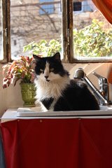 Male cat sitted in a sink of kitchen France