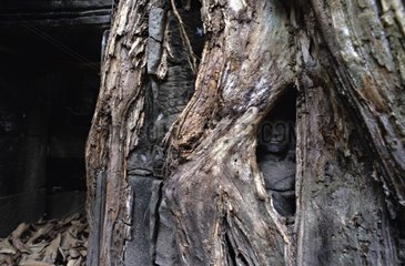 Baumwurzeln inhaftieren Steine â€‹â€‹der Tempelkambodscha