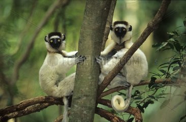 Propithèques de verreaux assis dans un arbre Madagascar