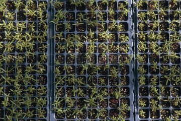 Young growths cultivated under greenhouse for research USA