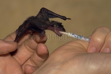Nourrisage of a young Mouse-eared Bat Germany
