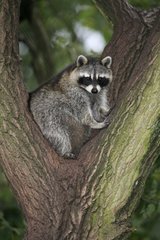 Raccoon in a tree Germany