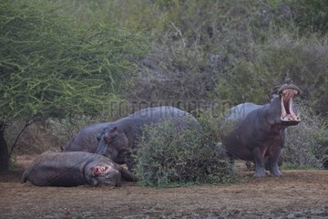 Group of Common Hippopotamus near an other death Kruger NP
