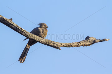 Grey go-away bird (Corythaixoides concolor) on a branch  Kruger National park  South Africa
