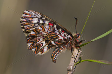 Southern festoon (Zerynthia polyxena) Male closed wings on vegetation in the spring  Massif des Maures surrounding Hyeres  Var  France
