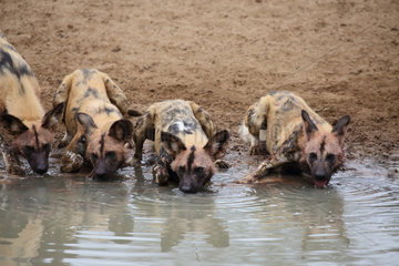 African wild dogs (Lycaon pictus) drinking at pond at dawn  Kruger  South Africa