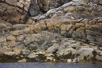 Harbor seal on shore - Lewis island Outer Hebrides Scotland