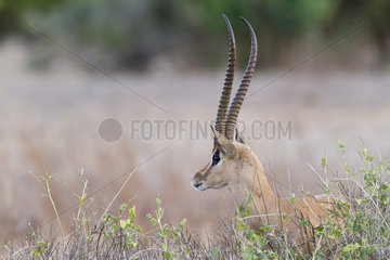 Portrait of Grant's gazelle male - East Tsavo Kenya