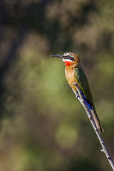 White-fronted Bee-eater (Merops bullockoides) on a branch  Kruger National park  South Africa