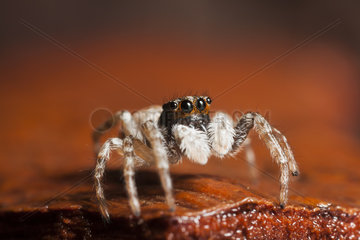 Jumping spider Menemerus semilimbatus on strain - France
