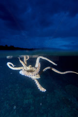 Octopus  Bunaken Island  Sulawesi  Indonesia
