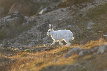 Arctic hare running in the tundra - Greenland
