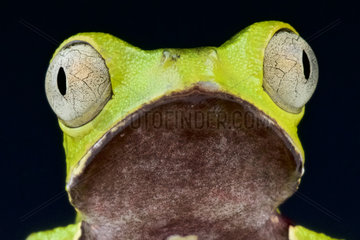 Portrait of Monkey frog (Phyllomedusa vaillanti)  Suriname