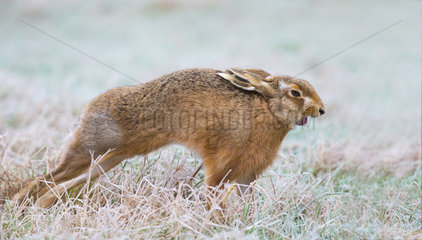 Brown Hare stretching in a frozen meadow in winter - GB