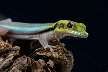Yellow-headed day gecko (Phelsuma klemmeri)  Antsatsaka  Madagascar