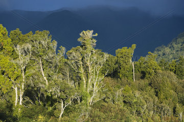 Temperate rainforest  South Island  New Zeland