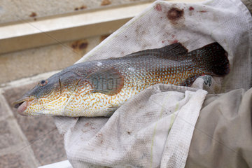 Ballan Wrasse (Labrus bergylta) caught with a fishing rod on the pier of Fecamp lighthouse  Normandy  France