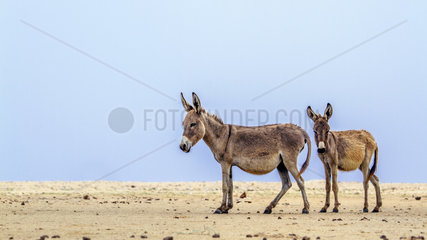 Mannar donkeys in Kalpitiya  Sri Lanka