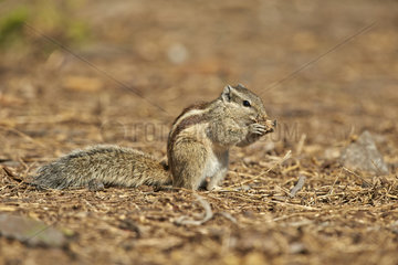 Northern Palm Squirrel eating on ground - Keoladeo India
