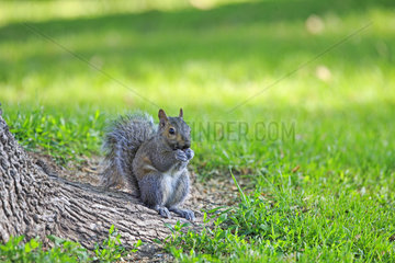 Eastern gray squirrel eating on ground - Minnesota USA