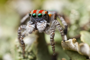 Male Peacock Spider after his final moult - Australia