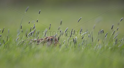 Brown hare standing hidden in tall grass at spring - GB