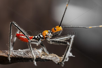 Young Bug - Indonesia
