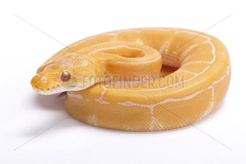 Ball python Python regius  albino pinstripe