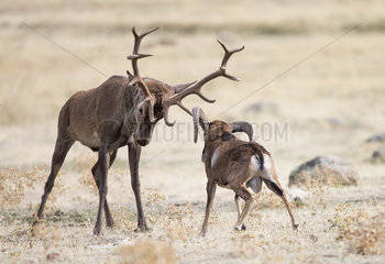 Red deer stag (Cervus elaphus) confronting a mouflon ram during rut  Spain