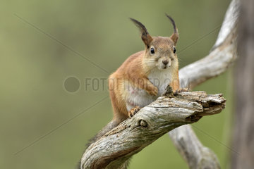Eurasian Red squirrel on a branch - Finland