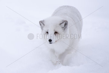 Arctic fox (Alopex lagopus) in snow  Polar Park  Troms  Norway.
