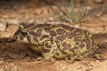 Berber toad (Sclerophrys mauritanica)  Morocco