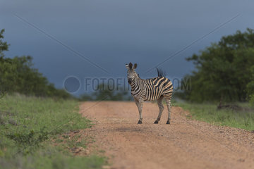 Burchell's Zebra (Equus burchellii) on road under a stormy sky  Kruger  South Africa