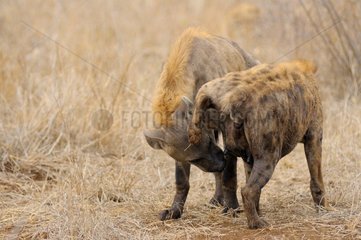 Regular inspection of genitalia of the spotted Hyena (Crocuta crocuta) dominated by dominant individuals  Kruger National Park  Mpumalanga  South Africa