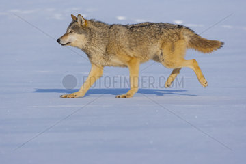 Gray wolf or grey wolf (Canis lupus) running